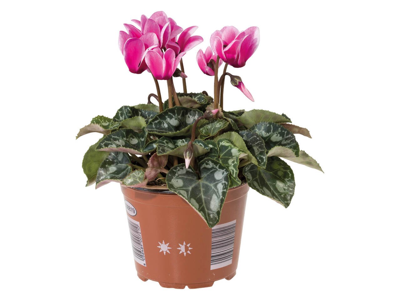 Циклама | Лидл | Oferta.bg