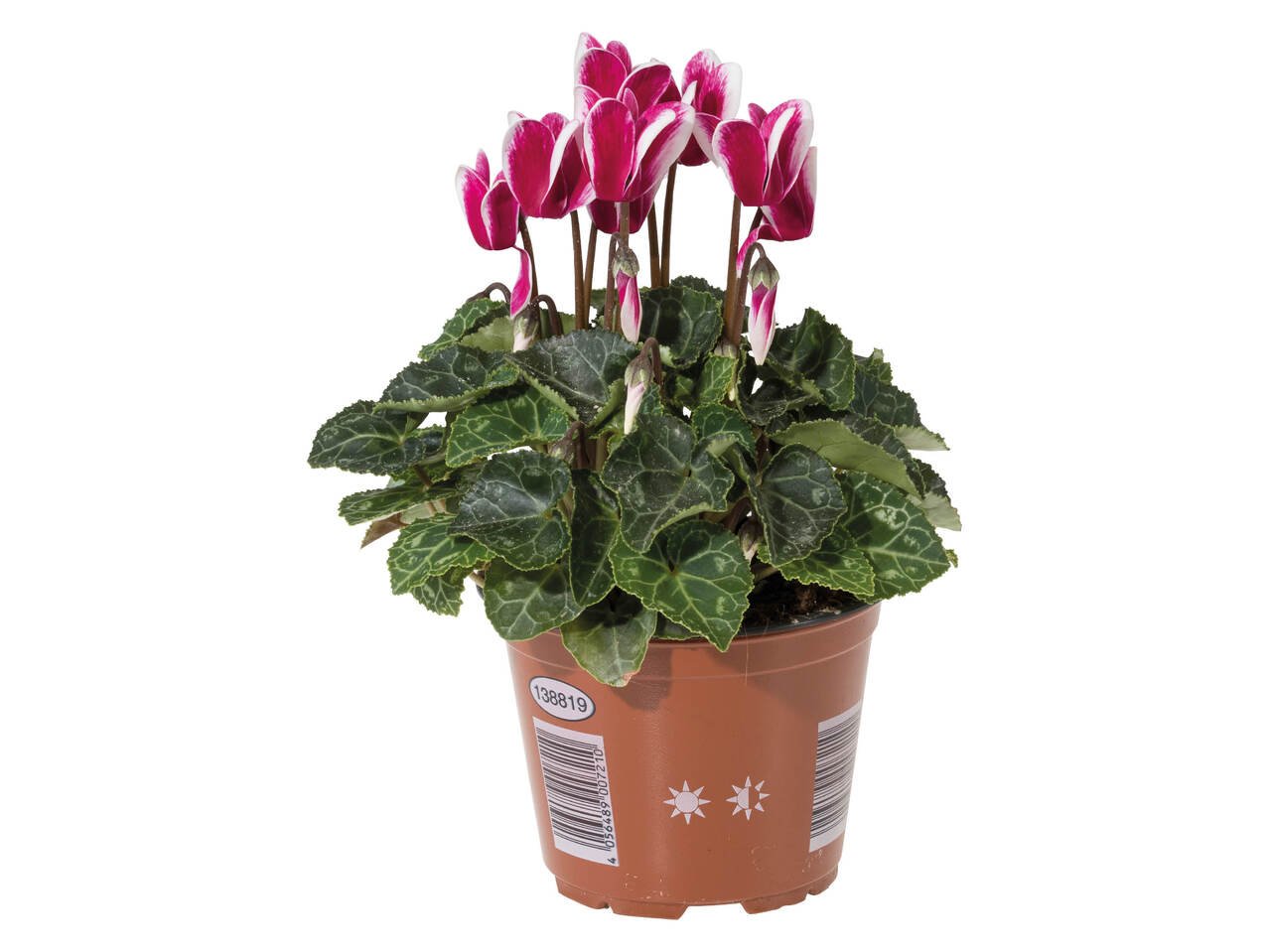 Циклама | Лидл | Oferta.bg