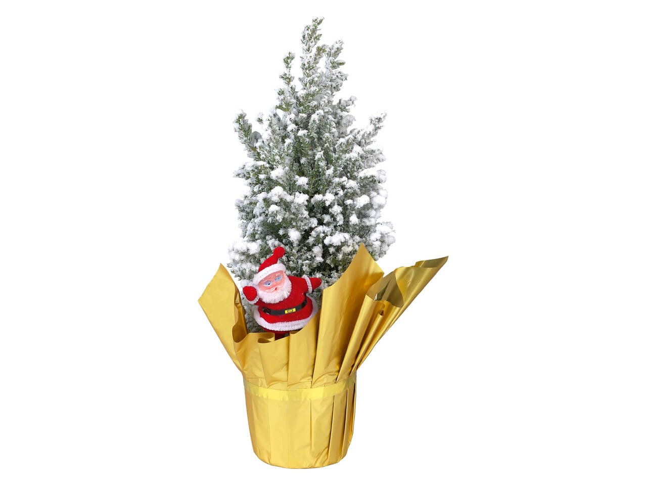 Конифер | Лидл | Oferta.bg