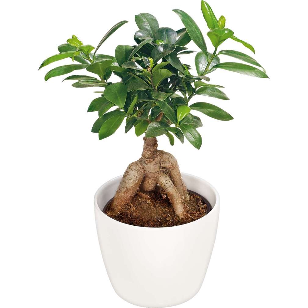 Фикус Женшен | Kaufland | Oferta.bg