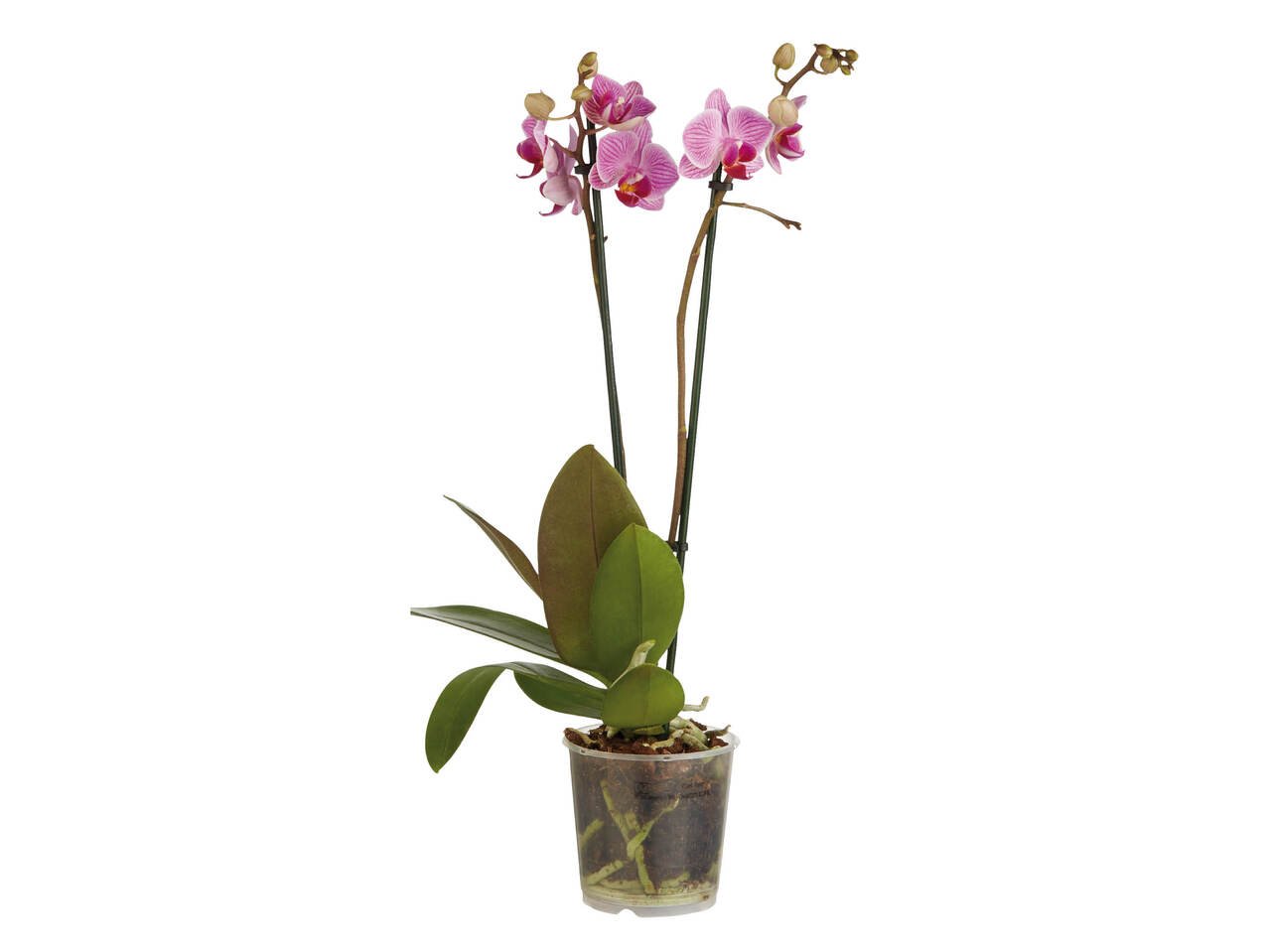 Орхидея Мултифлора