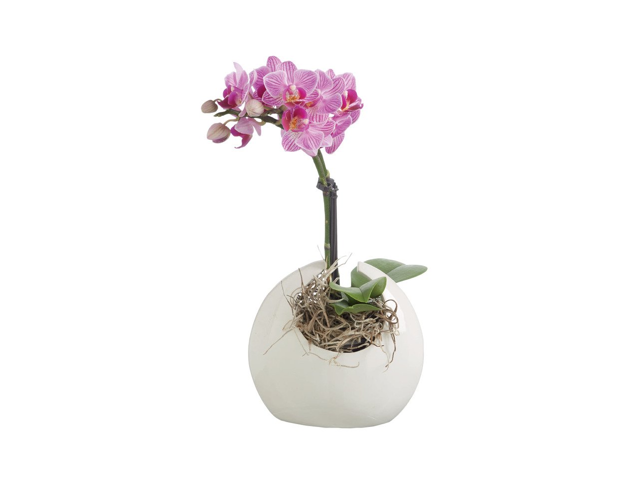 Мини орхидея Фаленопсис