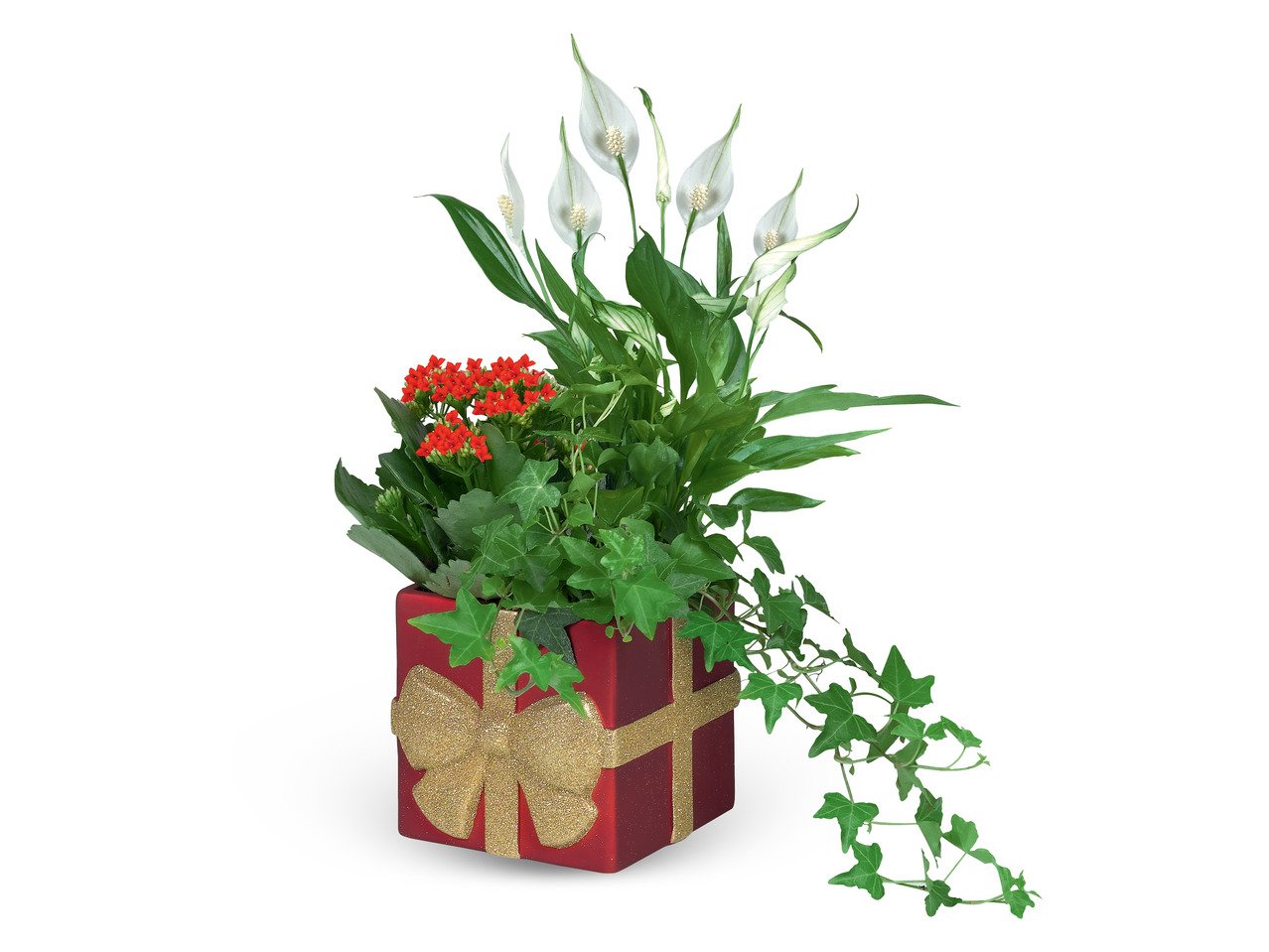 Цъфтящи растения „Коледа“