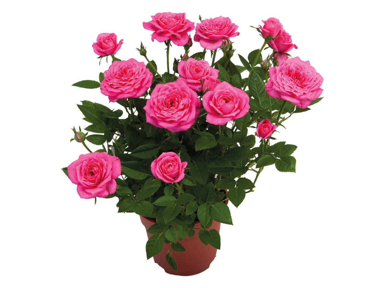Рози в саксия | Лидл | Oferta.bg