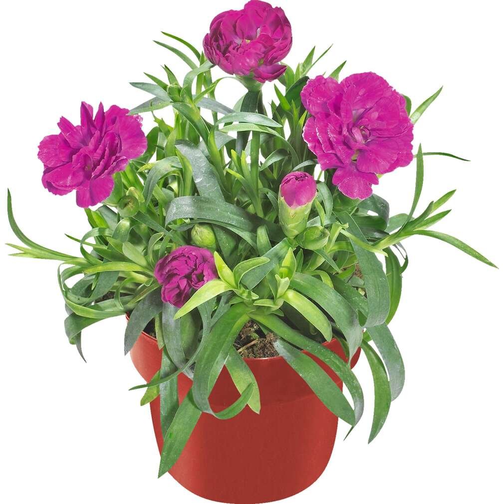 Карамфил | Kaufland | Oferta.bg