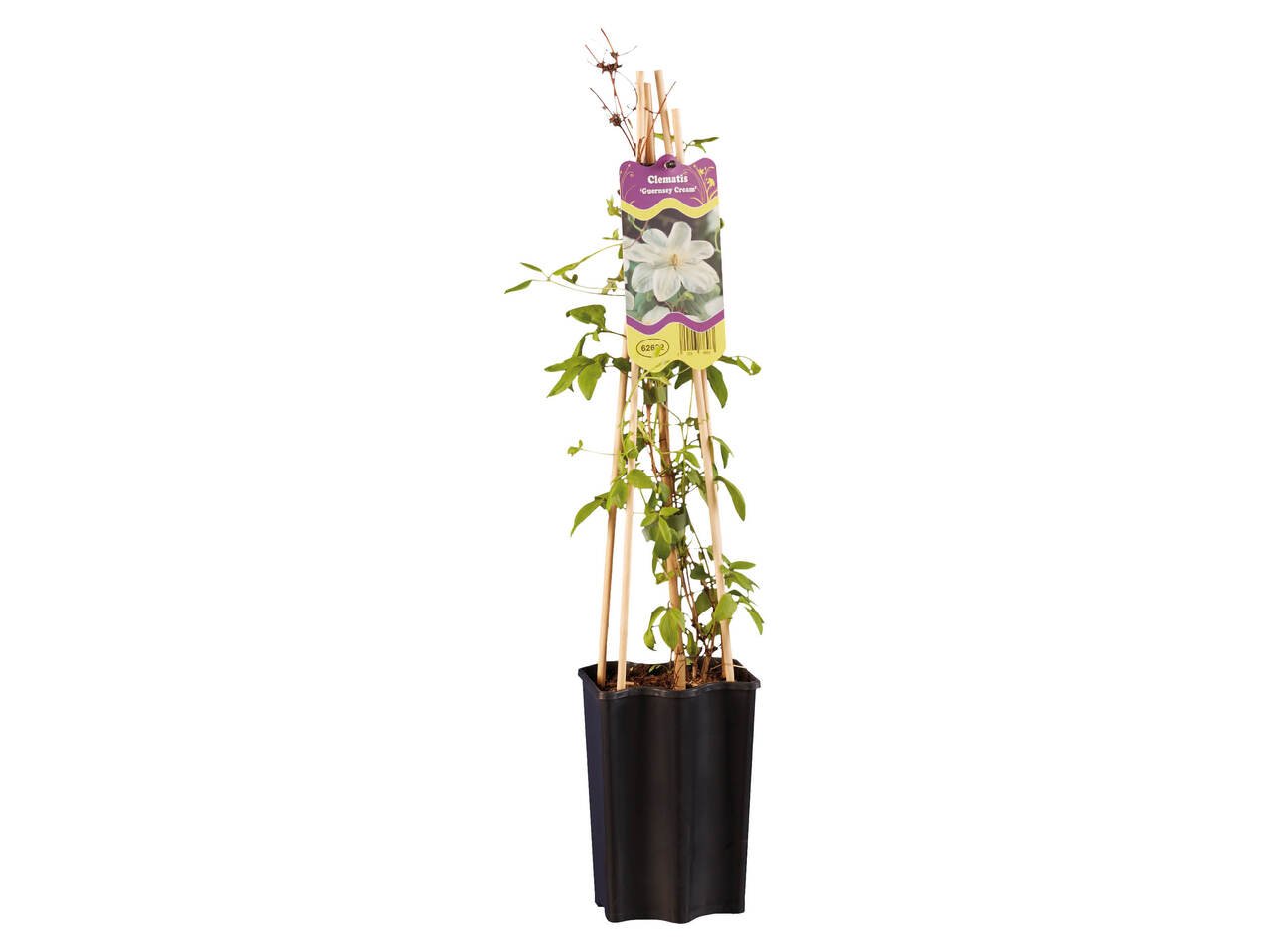 Клематис микс | Лидл | Oferta.bg