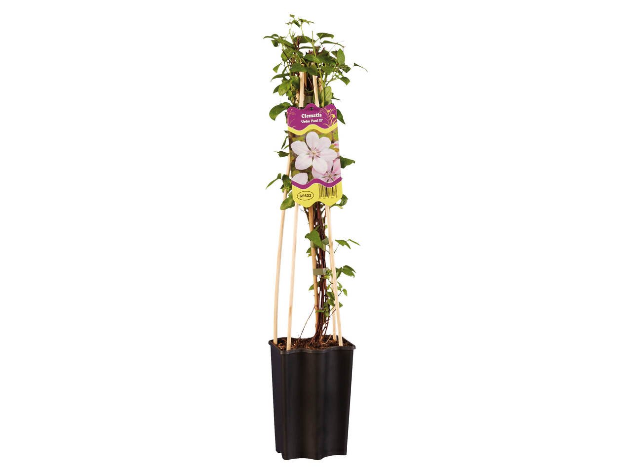 Клематис микс | Лидл | Oferta.bg