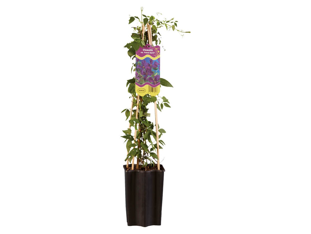 Клематис микс | Лидл | Oferta.bg