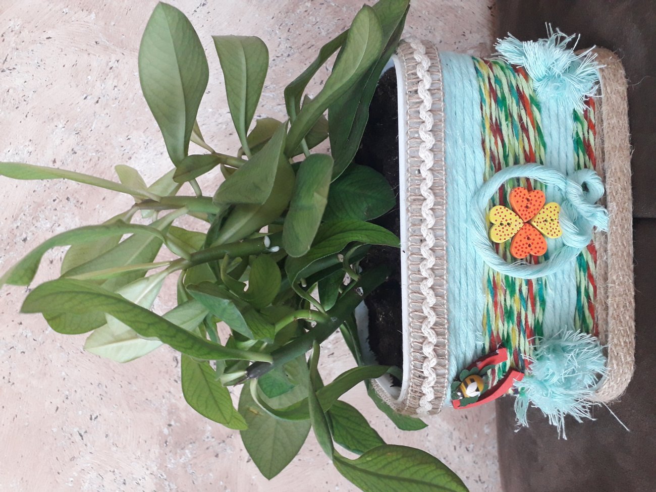 Каучуково дърво | Цвете в кутийка | Oferta.bg
