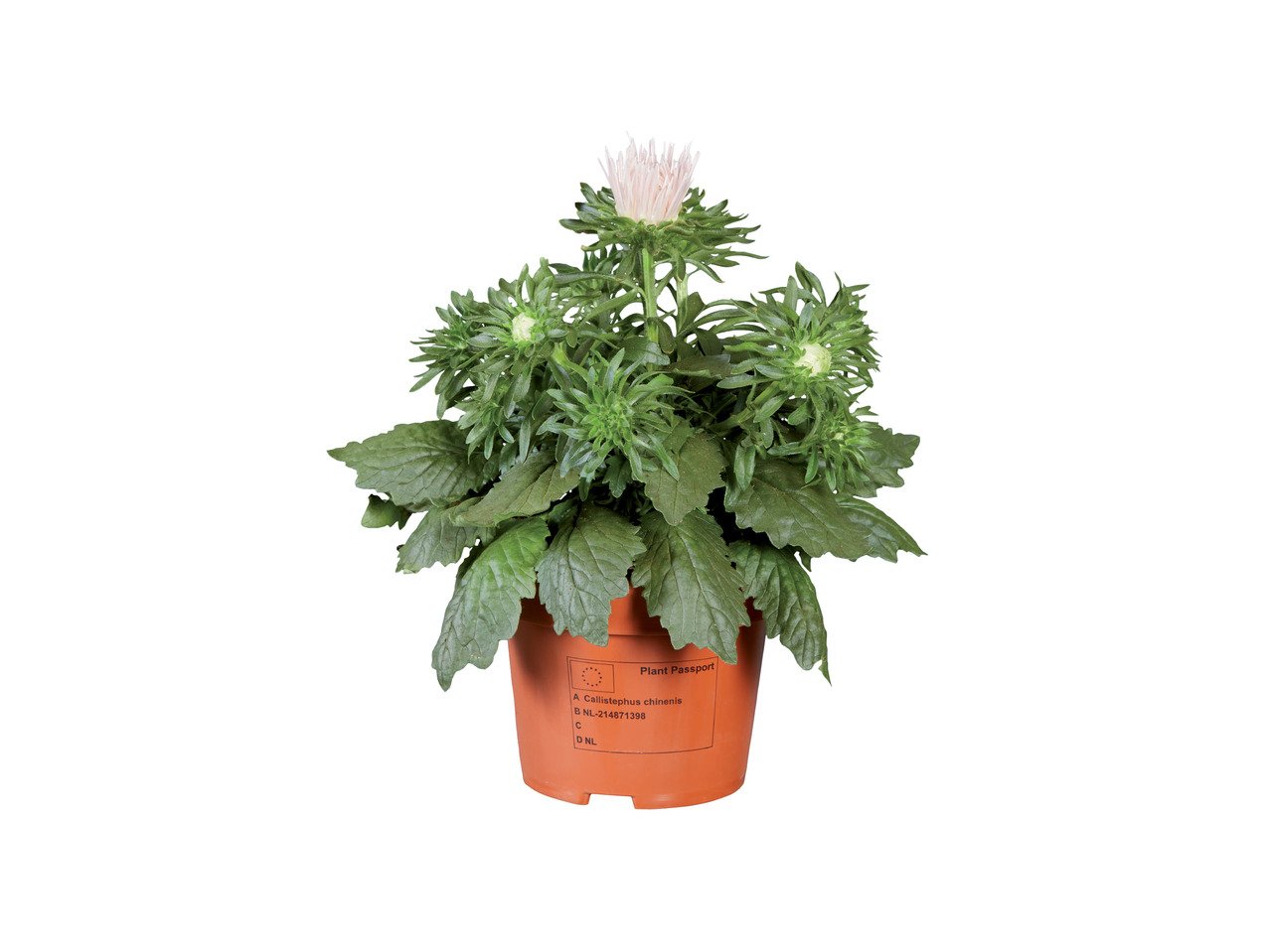 Летни цветя микс | Лидл | Oferta.bg