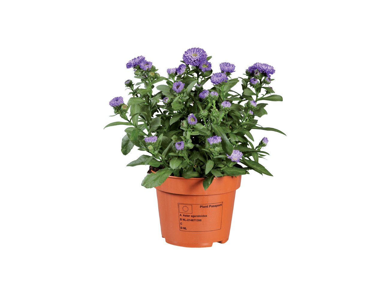 Летни цветя микс | Лидл | Oferta.bg
