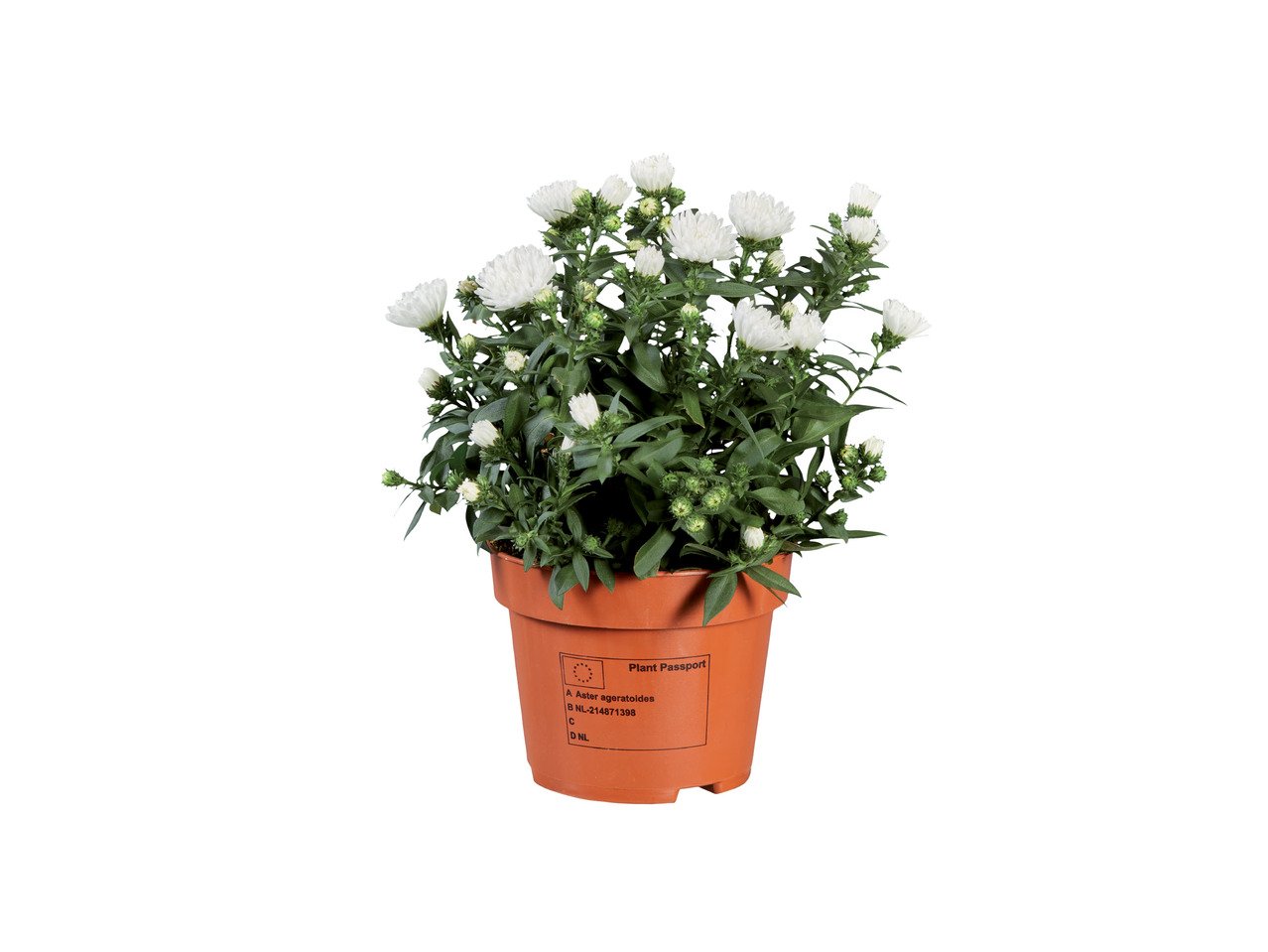 Летни цветя микс | Лидл | Oferta.bg