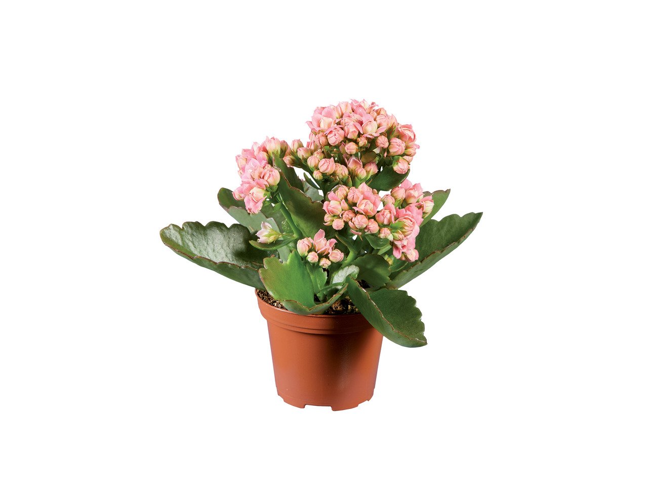Мини цъфтящи растения | Лидл | Oferta.bg