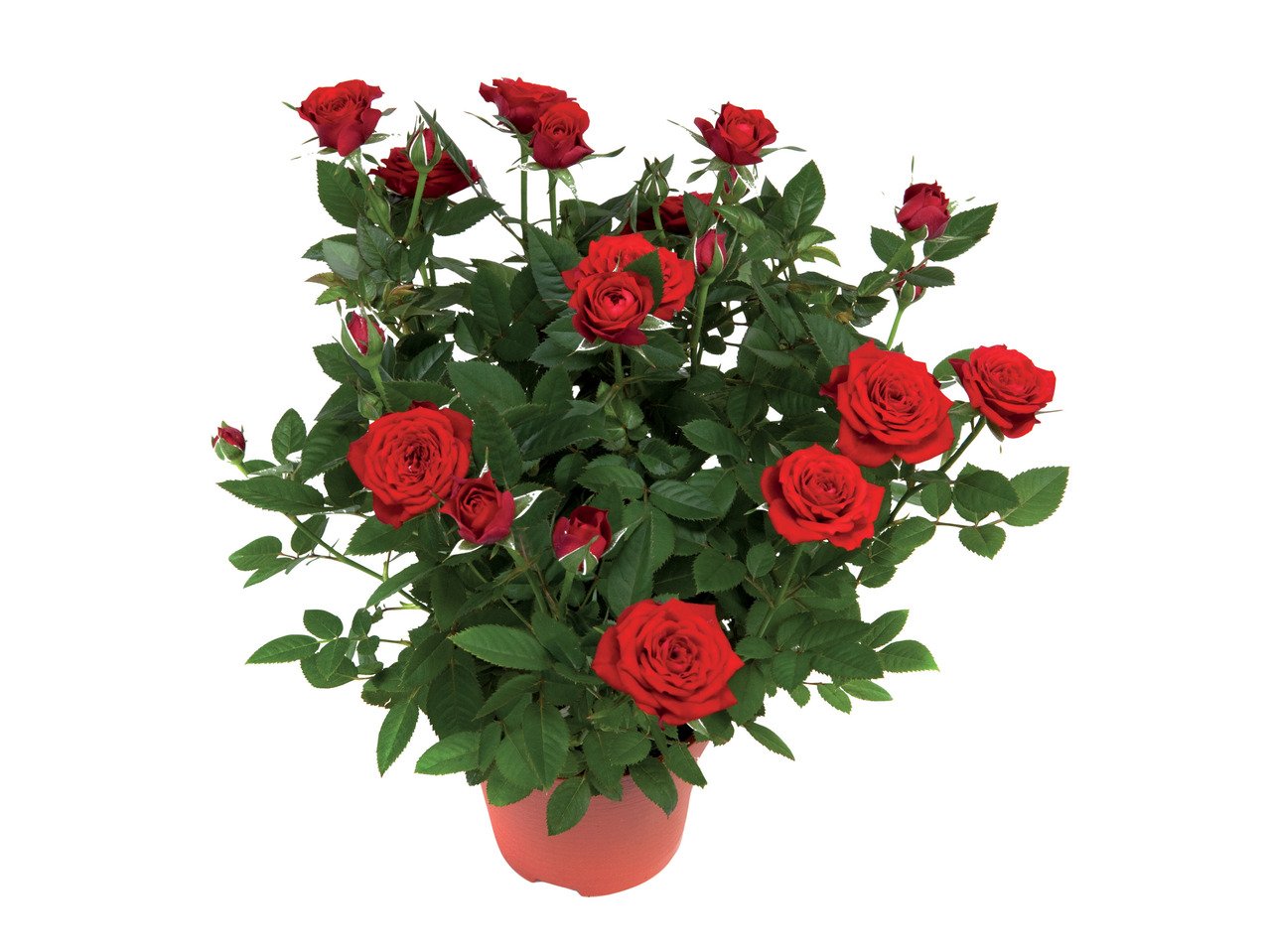Рози в саксия | Лидл | Oferta.bg
