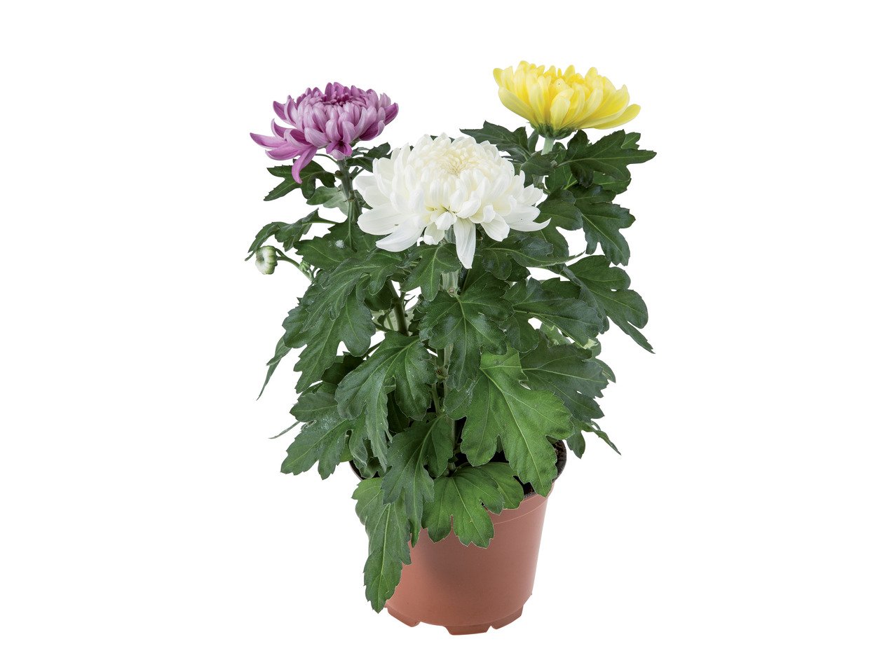 Хризантеми | Лидл | Oferta.bg