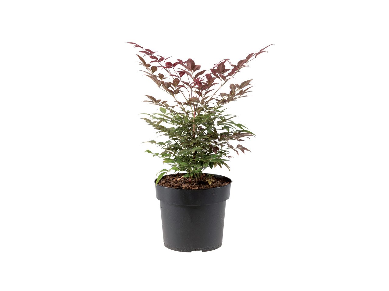 Нандина | Лидл | Oferta.bg