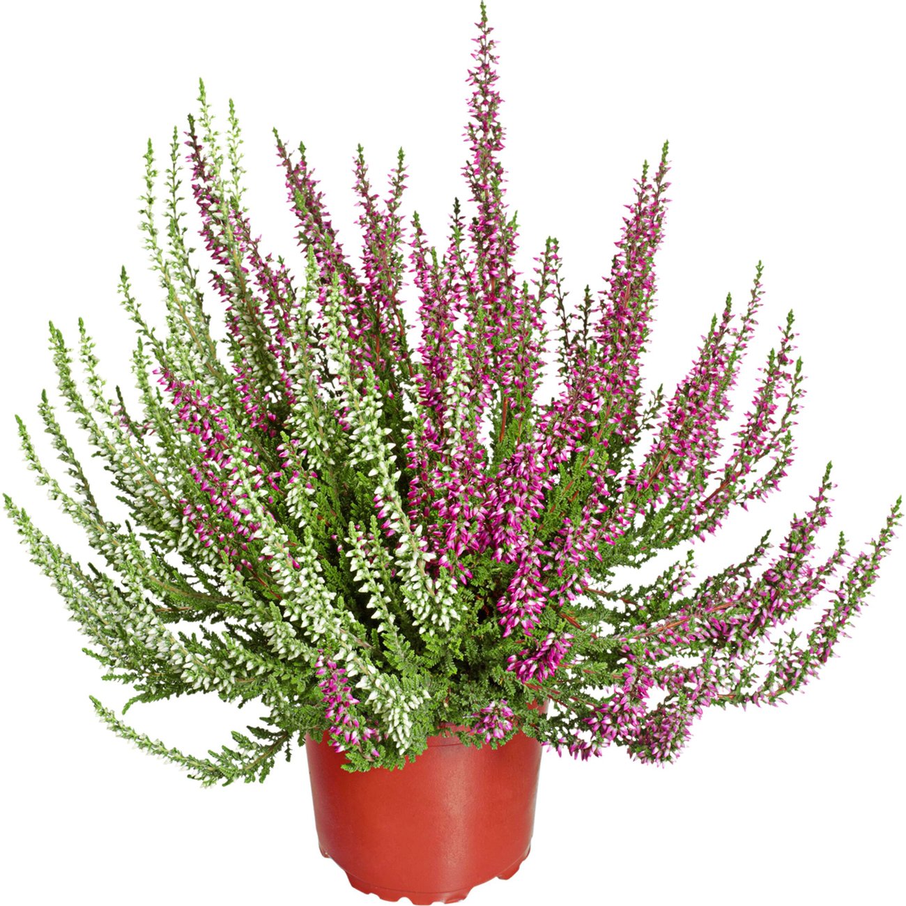 Калуна двуцветна | Kaufland | Oferta.bg
