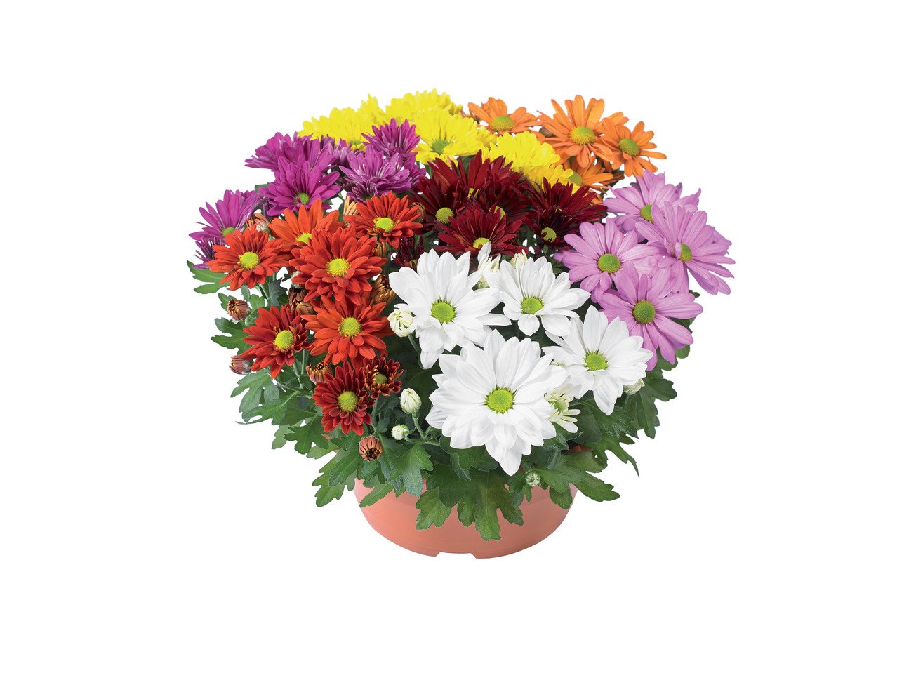 Хризантеми XL | Лидл | Oferta.bg