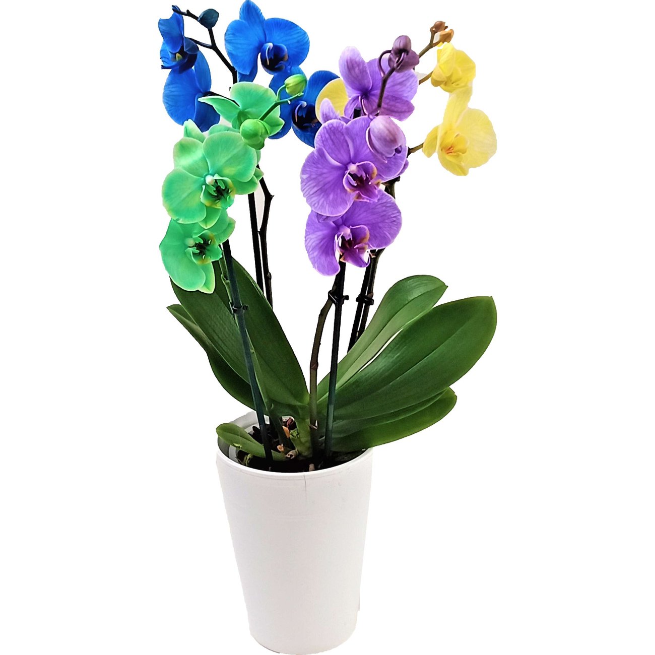 с 4 цветоноса Орхидея в керамика