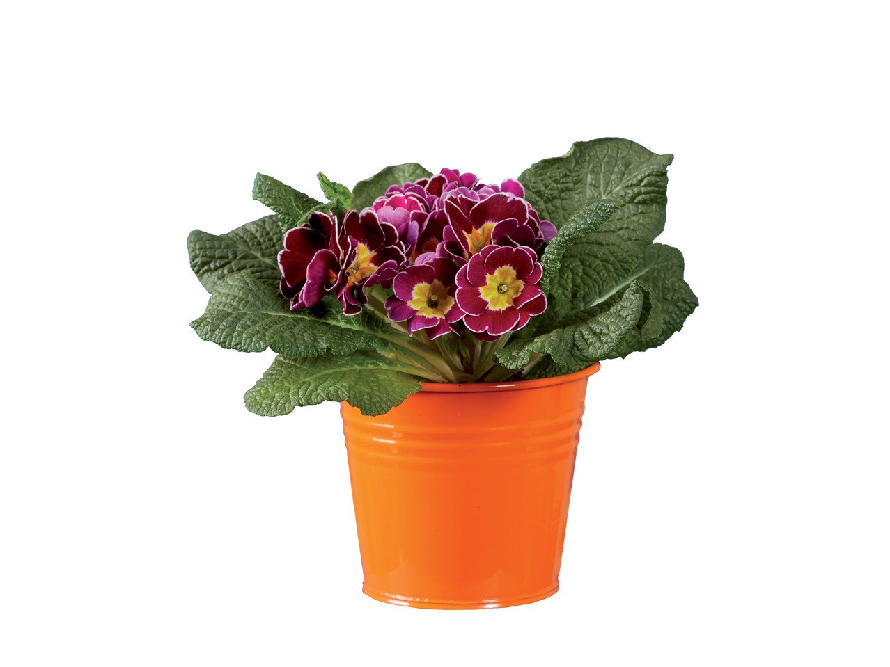 Иглика | Лидл | Oferta.bg