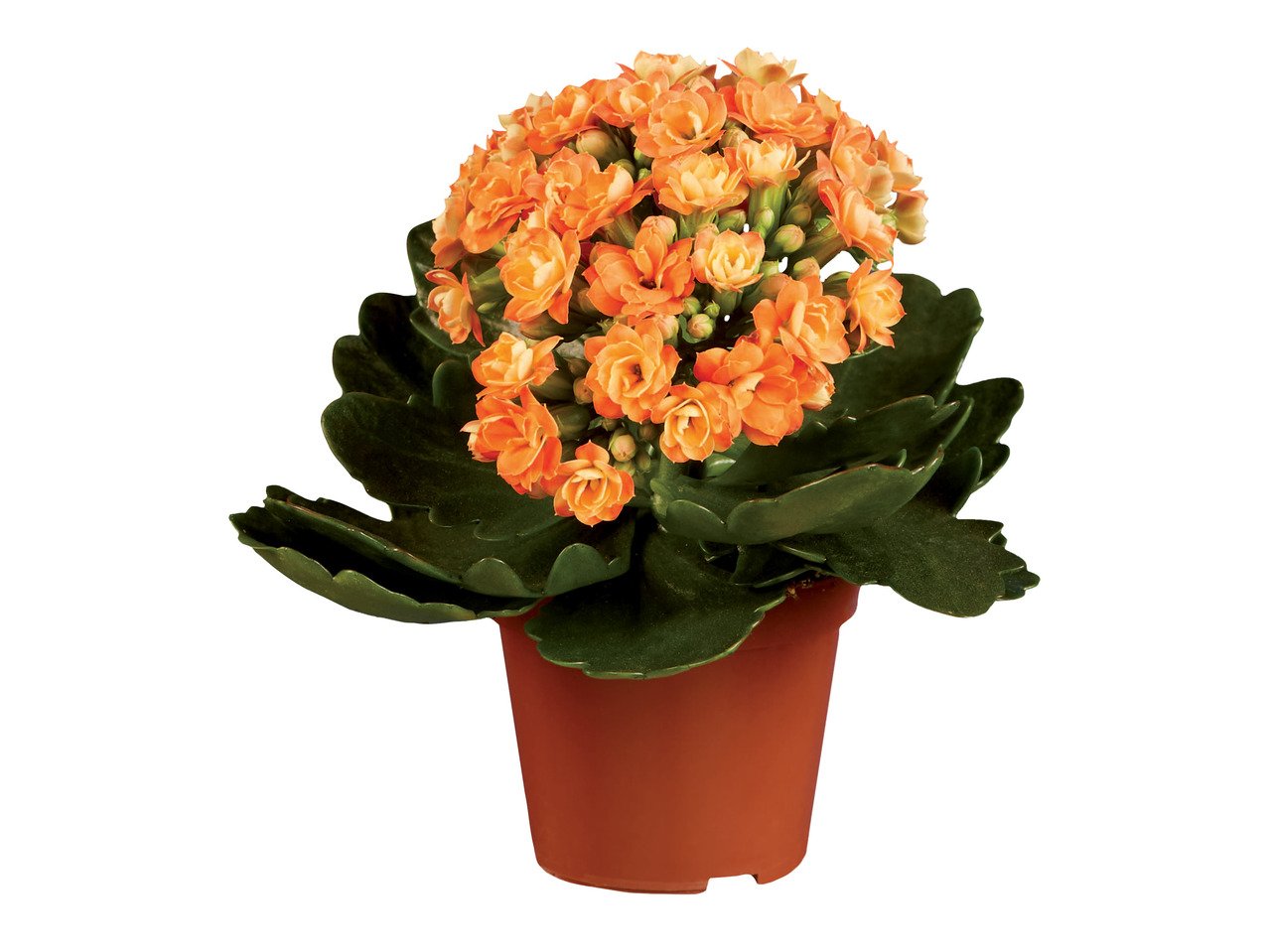 Мини каланхое | Лидл | Oferta.bg