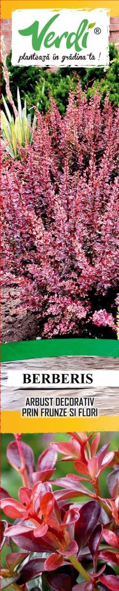 Берберис 40см, 5 бр в кутия | HomeMax | Oferta.bg
